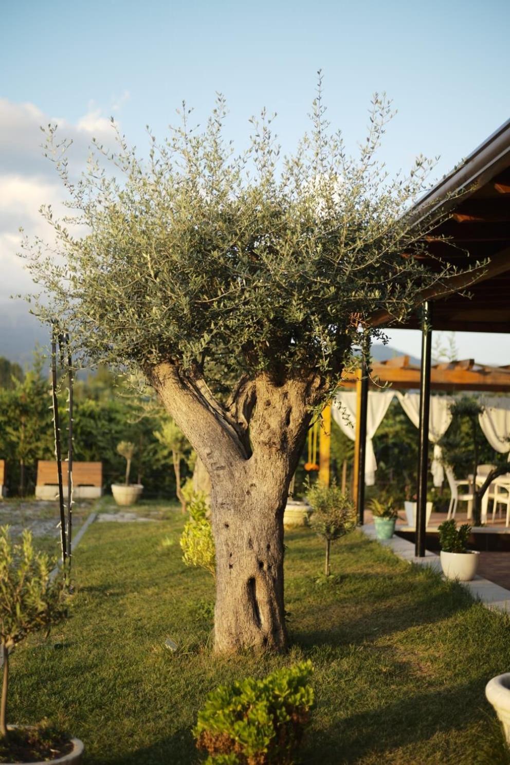 Natyra E Ishullit - Hotel, Ristorant, Camping - Lezhe, Shengjin, Ishull Shengjin Lezhe, Shengjin, Lezhe Ishull-Shëngjini Buitenkant foto